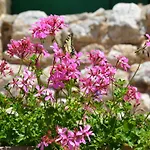 Dom wakacyjny Grosses Mit Eigenem Pool Und Terrasse By Interhome